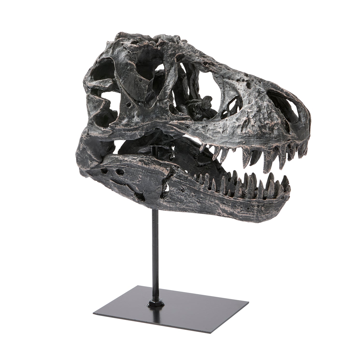 Dino Skull