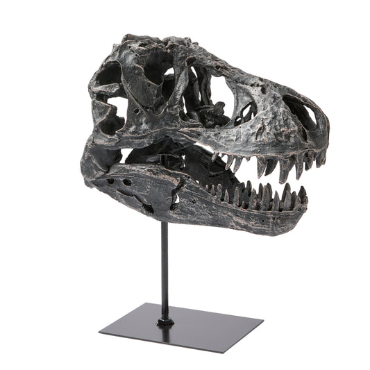 Dino Skull