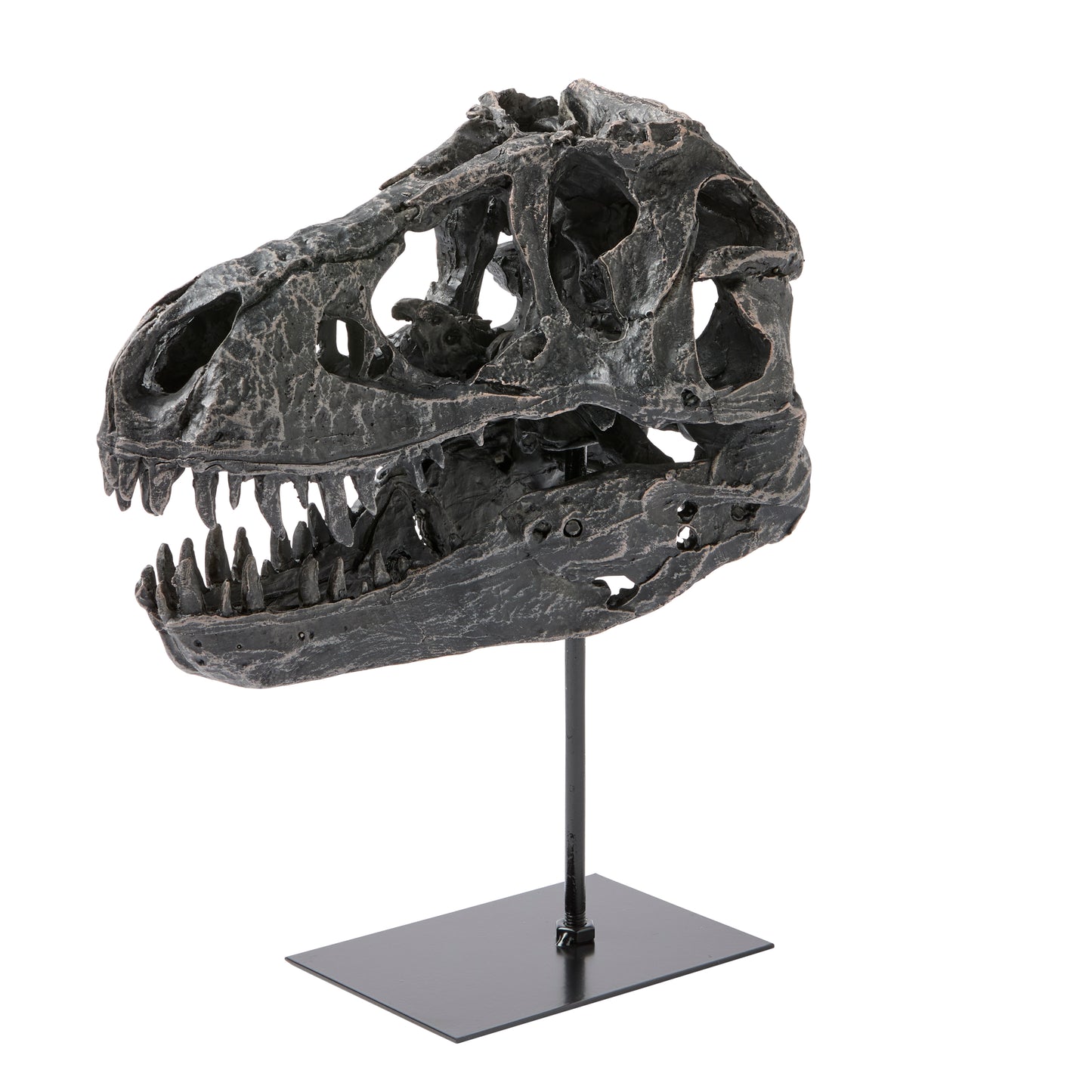 Dino Skull