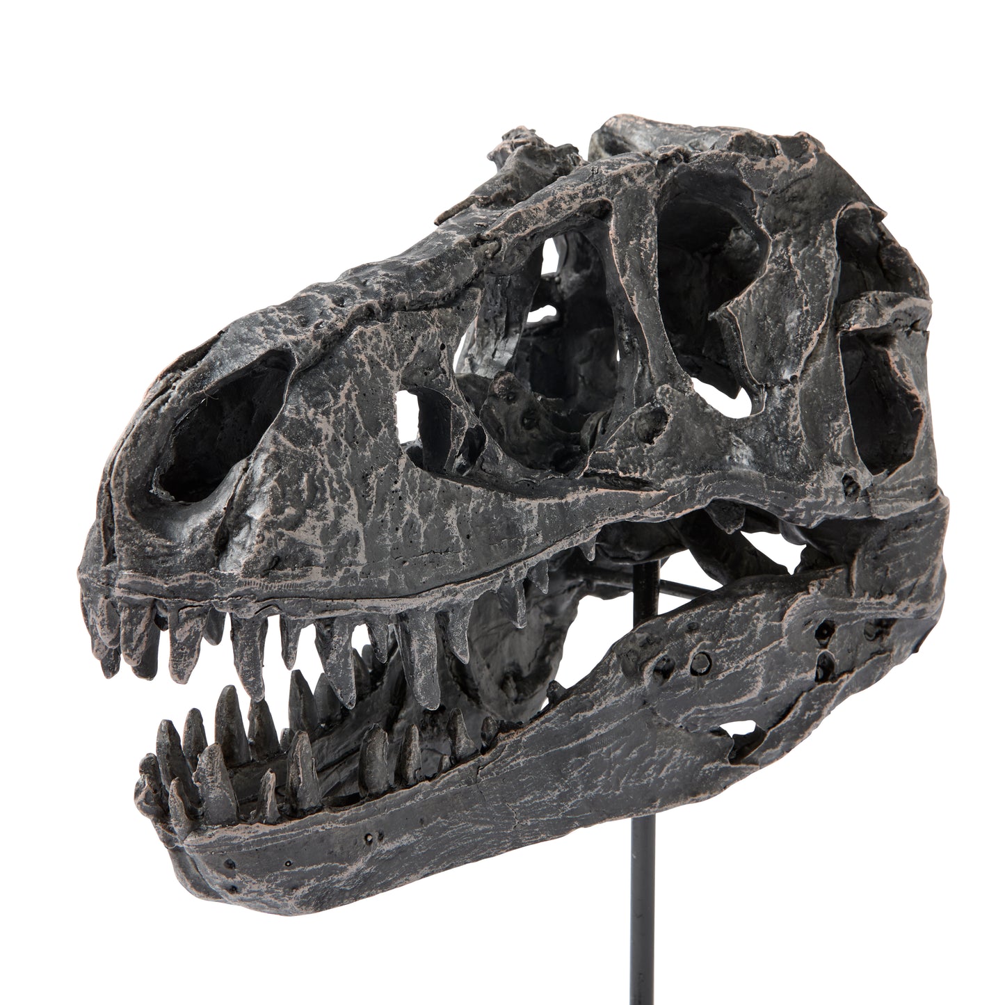 Dino Skull